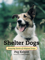 Shelter_Dogs