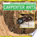 Carpenter_ants