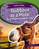 Stubborn_as_a_mule