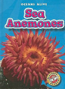 Sea_Anemones