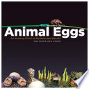 Animal_eggs