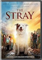The_stray__DVD_